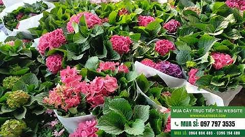 Bán cây cẩm tú cầu các kích cỡ và màu sắc 0977973535