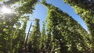 Founders Brewing Co. Hop Harvest 2014