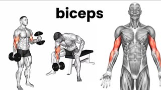 4 best exercises to shape & strengthen biceps || can be done at home