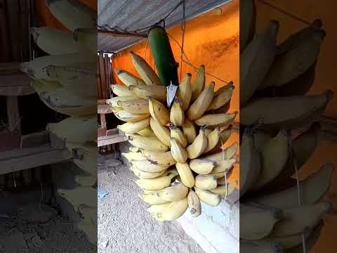 banana prata amadurece em 3 dias