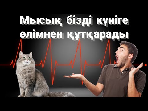 Бейне: Мысықты көшуге қалай дайындау керек