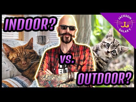 Video: Dood katten buitenshuis?