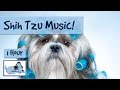 Music for Shih Tzu's! Relax Your Small Dog, Perfect for Your Hyperactive Shih Tzu! #SHIHTZU01