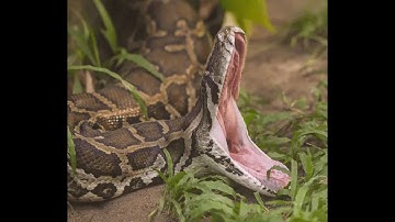 bắt cá rô , rắn không lồ ,cá lóc đồng siêu nhiều ,làm gỏi cá đồng siêu ngon .P1