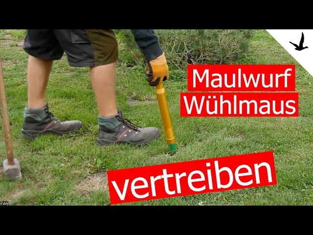Repel moles, voles, and burrowing rats with a sound wand  Detailed  presentation and test - YouTube