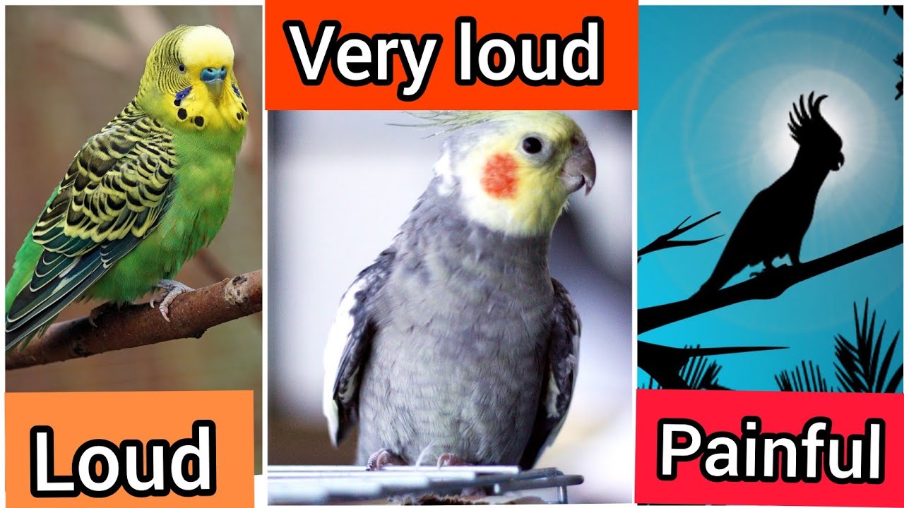 Top 10 loudest Chirping Birds in the World. YouTube