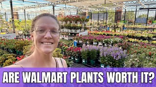 🛒 Are Walmart Plants Worth It? 🌸 Garden Center Tour: Prices, Quality & Selection