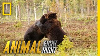 Brown Bear Battle: It's On! | Animal Fight Night