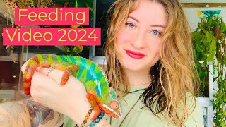 Feeding All Of My Reptiles 2024!