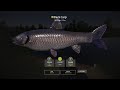 Russian Fishing 4 Bear Lake Trophy Black Carp