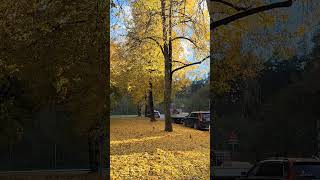 осенняя Рига, Rīga