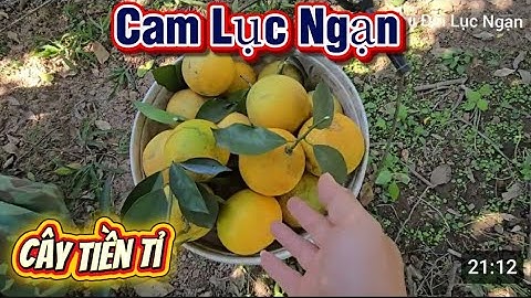 CAM BƯỞI LỤC NGẠN VÀO MÙA CHÍN QUẢ I NÚI ĐỒI LỤC NGẠN