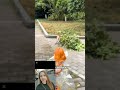 Branch Manager😂 #pets #viralvideo #corgi#shortvideo