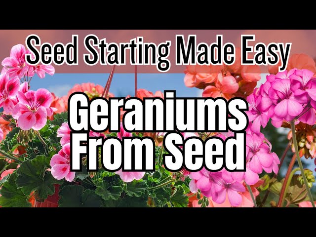 impatiens flower seeds Impatiens Flower seeds for Planting main image 1