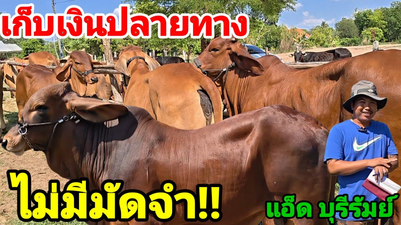 9 มี.ค.69 ของจริง ส่งฟรี เก็บปลายทาง ไม่มีมัดจำ.. ชุดวัวงามลดกระหน่ำ