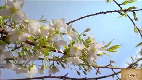 تـلاوة عطرة للقارئ نور الدين المسـلاتي سـورة المعارج