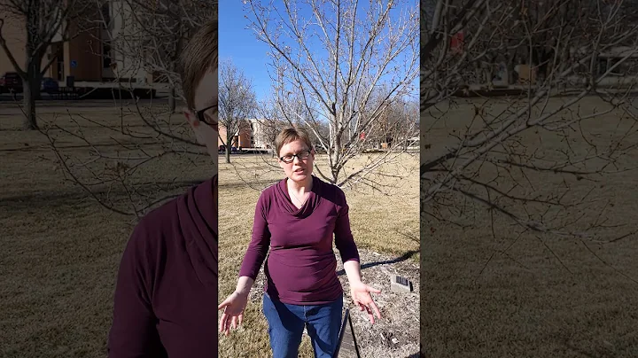 International Womxn's Day tribute - Tracy Stoddart...