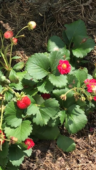 Просто Чудо! 🍓 Ремонтантная садовая Земляника с красными цветами 🏵️ ...