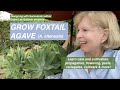 Grow Foxtail Agave (A. attenuata), a Perfect &amp; Popular Succulent