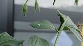 小さくて白いふわふわな虫を発見 エノキワタアブラムシ Youtube