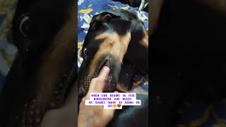 Peace #doggielife #pets #animallovers #puppy #mokithedobie #doglife #petsempire #cutepuppy #dog 🐾🫶