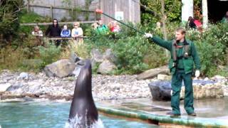Californian Sealion at Dublin Zoo by followhounds 101 views 13 years ago 19 seconds