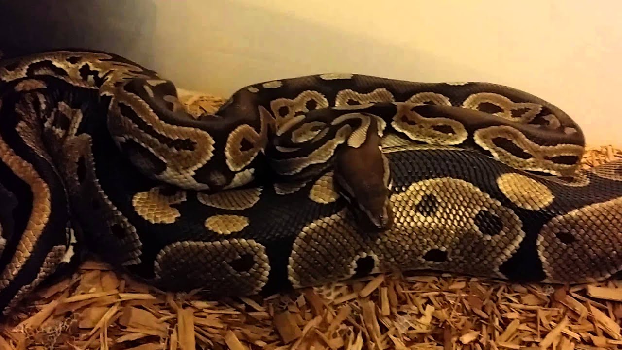 beasty 4 locked up in my seasons 2014