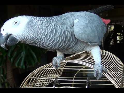 პიასტრო მიირთმევს დარიჩინის ჯოხს.