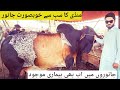 ARBAB &amp; KALA MANDI PESHAWAR|| JANWARO ME BEMARI AB BHI MOJUD  #trending #cowmandi  #today