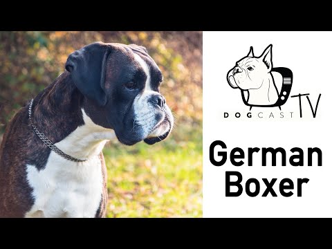 Videó: Boxer Kutyafajta Hipoallergén, Egészségi és élettartamú