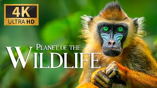Planet Of Wildlife 4K 🐾 Discovery Relaxation Amazing Wild Film With Relaxing Piano Music
