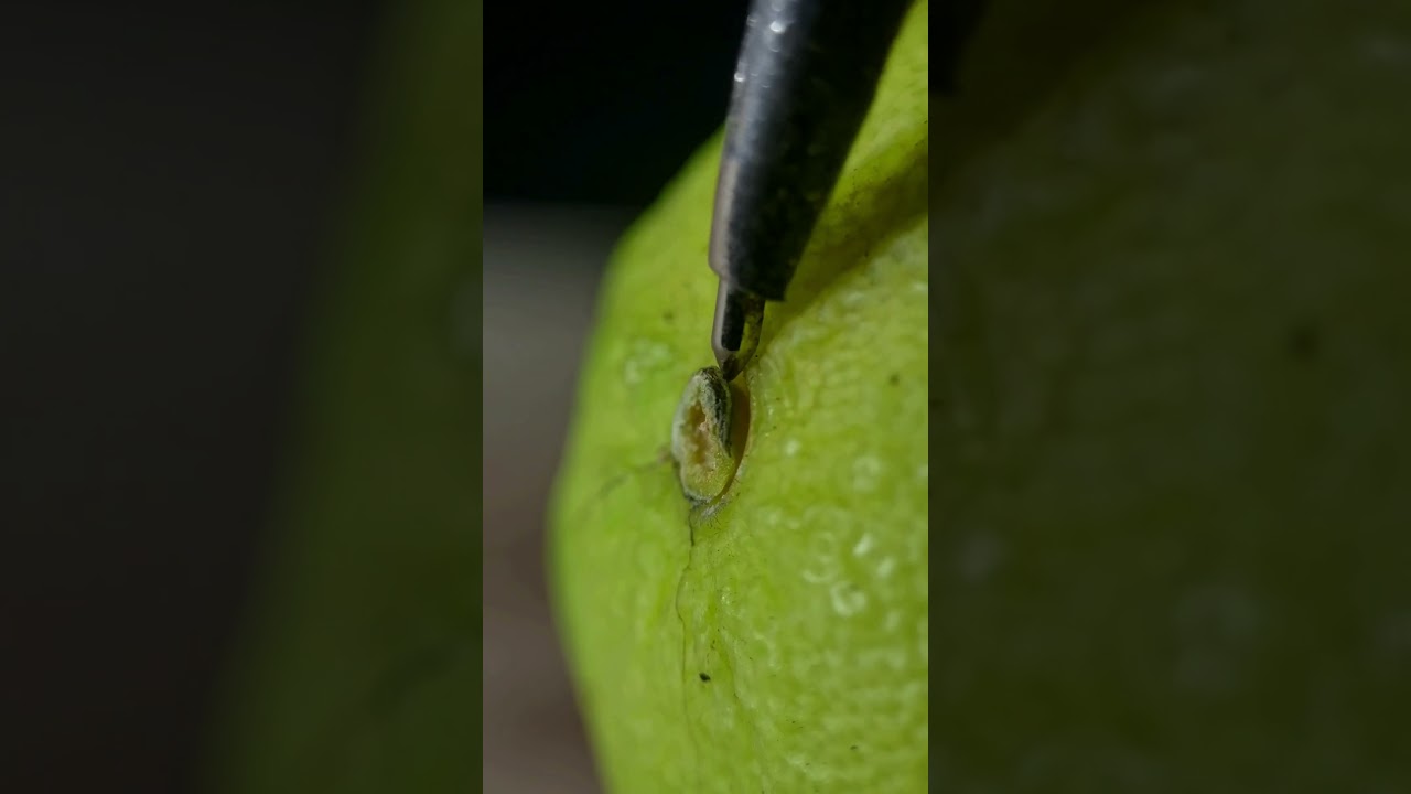 Lime Close-up ASMR | Removing a Lime Pedicel with Soothing Sounds 