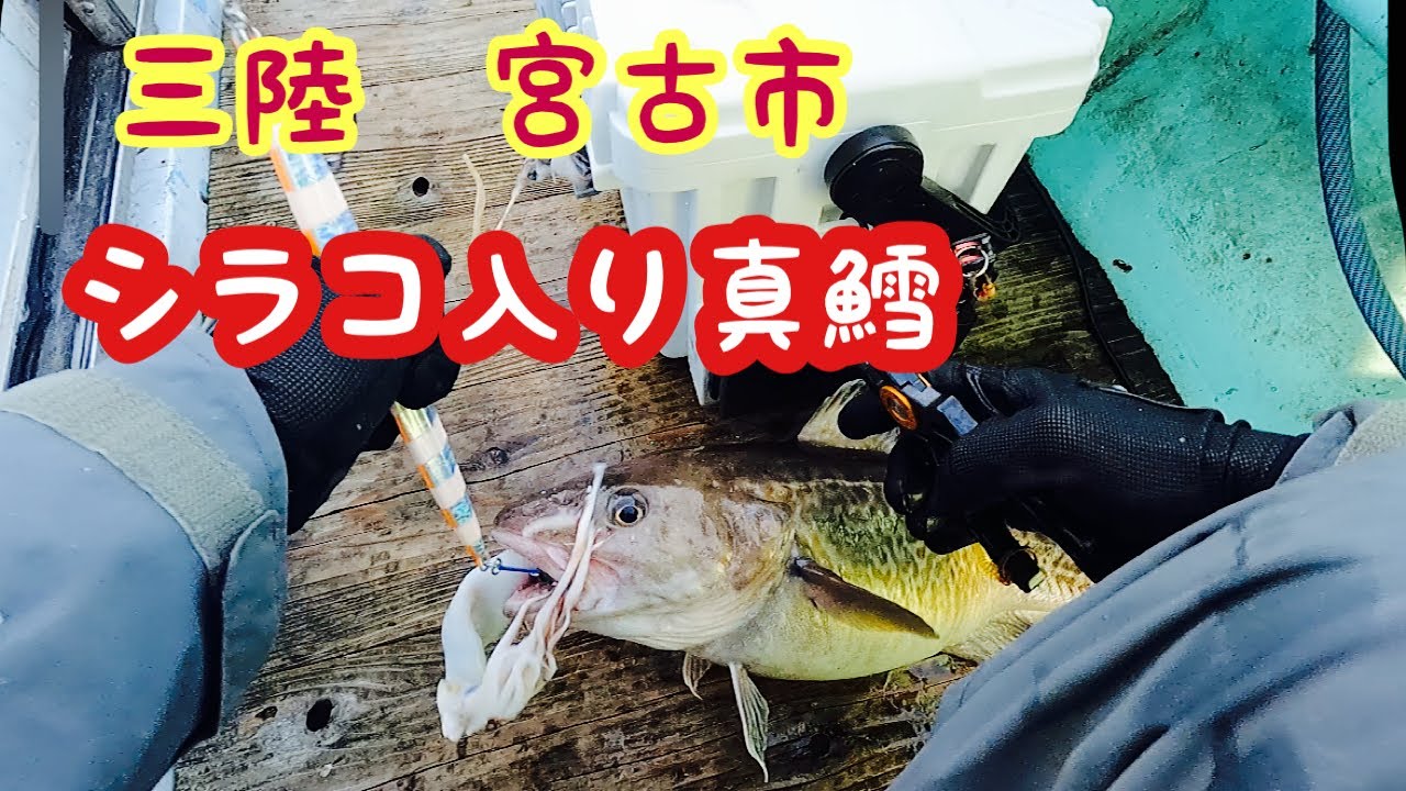 三陸　宮古市　シラコ入りの鱈を狙う！　タラジギング　中深海