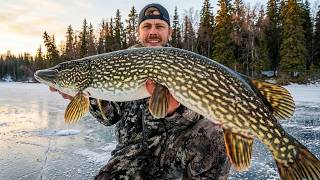 Ice Fishing for Northern Pike In The Boreal Forest! (LAKE OF THE WOODS)