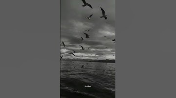 {لا يسأم الإنسان من دعاء الخير } ايات قرانية ماهر المعيقلي سورة فصلت #islam #قرآن #ماهر_المعيقلي #fm