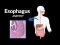 Esophagus (Parts, Curvatures, Constrictions, Layers) - Anatomy