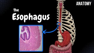 Esophagus (Parts, Curvatures, Constrictions, Layers)  Anatomy