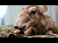 IFAW Russia - Saiga antelopes are rare creatures