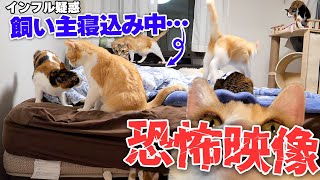 飼い主が体調不良で寝込んでる間の猫たちを隠し撮りしたら恐怖映像が映ってしまいました。