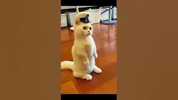 Kucing Lucu Berdiri Kaki 2 Seperti Jadi Polisi Gemesin Banget Sih Shorts 