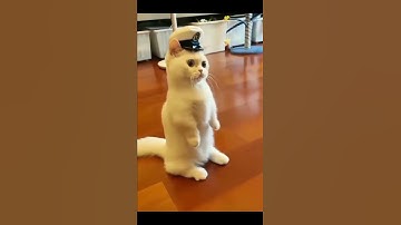 Thumbnail of kucing lucu berdiri kaki 2 seperti jadi polisi - gemesin banget sih #shorts