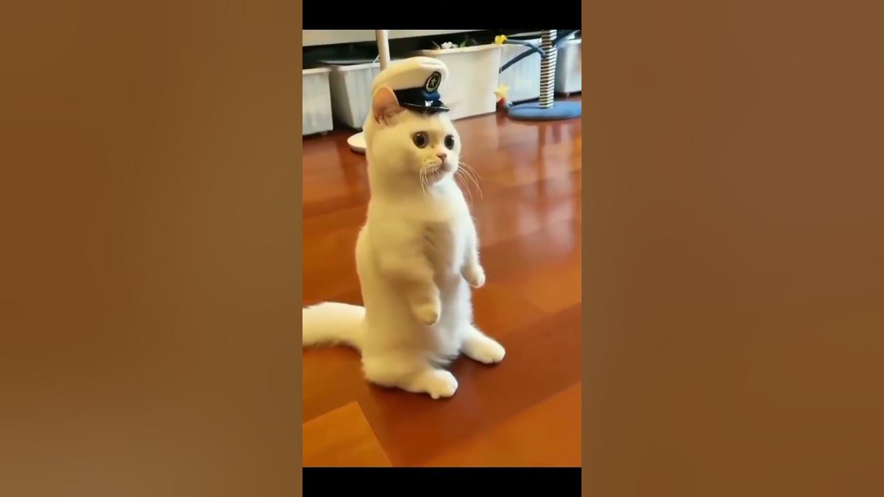 kucing lucu berdiri kaki 2 seperti jadi polisi - gemesin banget sih #shorts