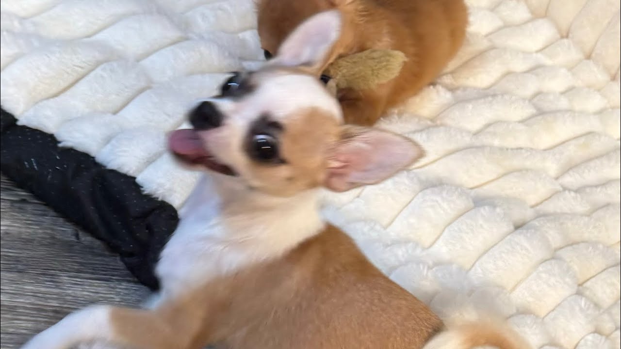 Короткошерстный щенок чихуахуа, полностью привит, отлично здоров и готов к переезду.