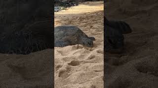 Happy Friday 🐢🌊💙#honu #chill #rest #ocean #maui