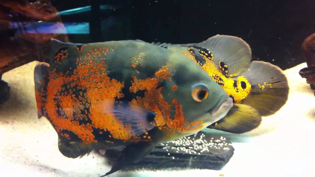 allestimento acquario dolce con piante vere: carassi che mangiano ... - Allestimento Acquario Dolce Con Piante Vere allestimento acquario dolce con piante vere: carassi che mangiano ... - Allestimento Acquario Dolce Con Piante Vere