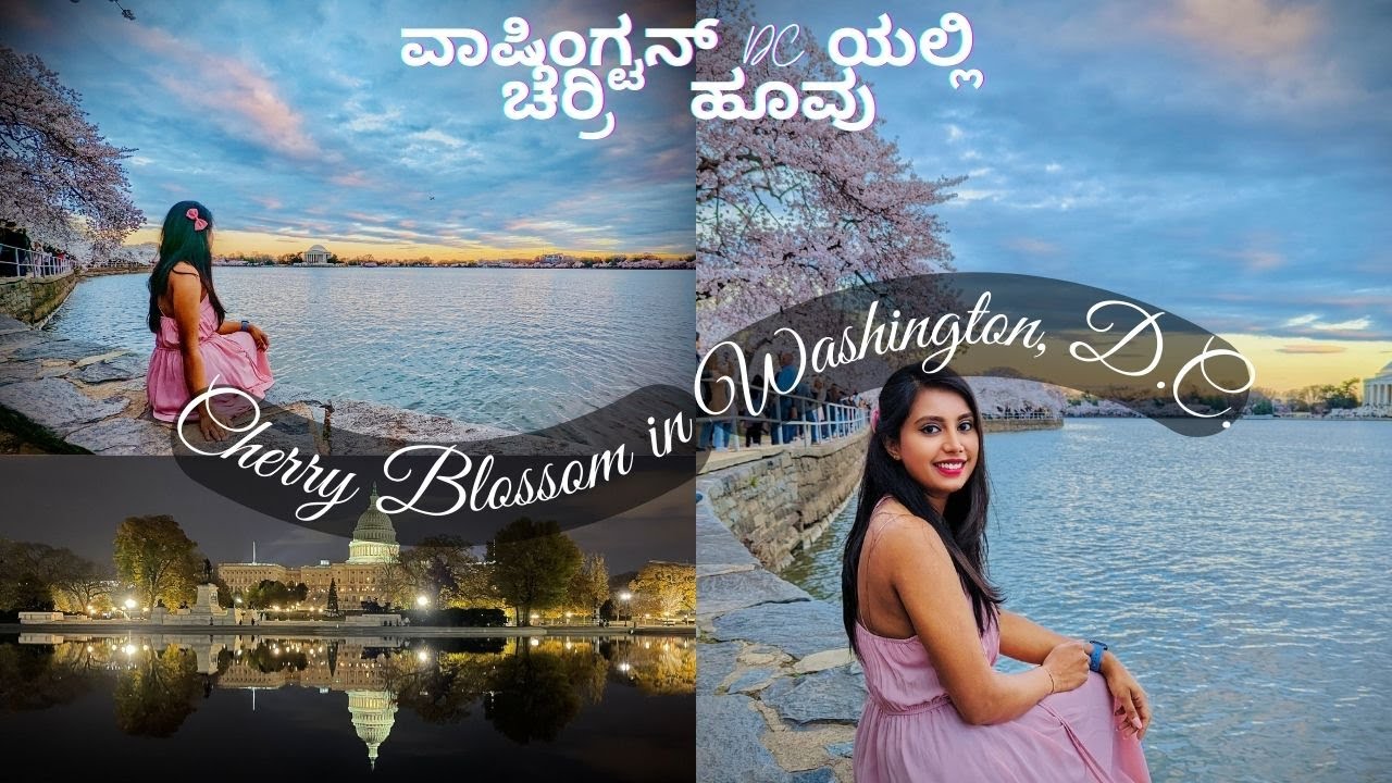 Cherry Blossom in Washington D.C. History of D.C. Kannada Vlogs