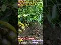 All Time Hog plum plant ☘️🌳বারোমাসি আমড়া গাছ 🌳#plant #hogplum #nursery ##fruitplant #fruits#shorts