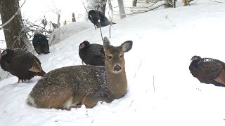 My Deer Friend Brought Some Turkeys With Her