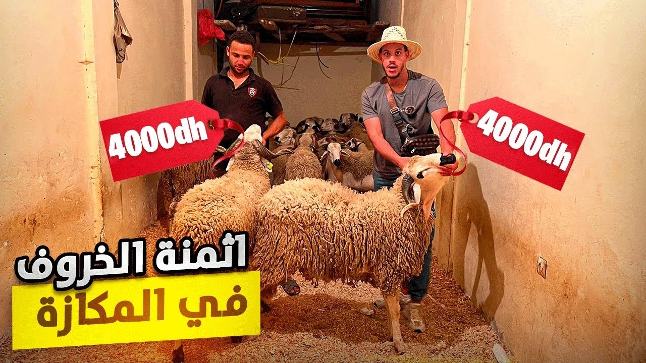 أخيرا انطلاق بيع أضحية العيد في المكازة بمدينة رحمه🇲🇦مع أثمنة حولي درويش🐑شوفو شحال ثمن‼️كلشي يعيد