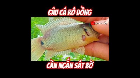 Câu Cá Rô Đồng Cần Ngắn./#fishing ./#shorts ./#caucarodong./@thachhauvlog83 .